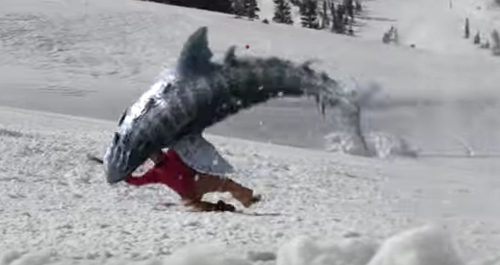 shark in snow
